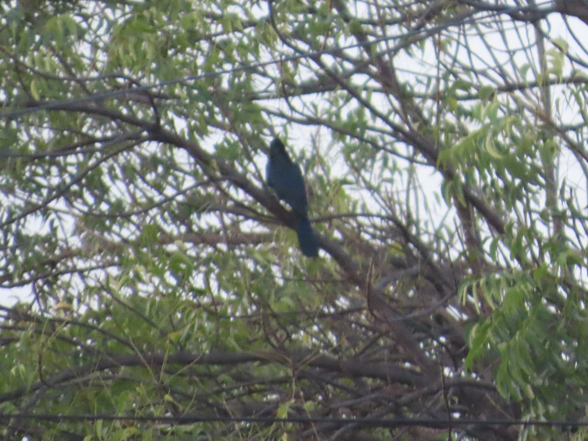 Asian Koel - ML644724701