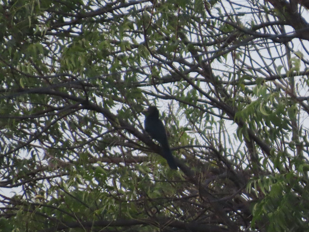 Asian Koel - ML644724702