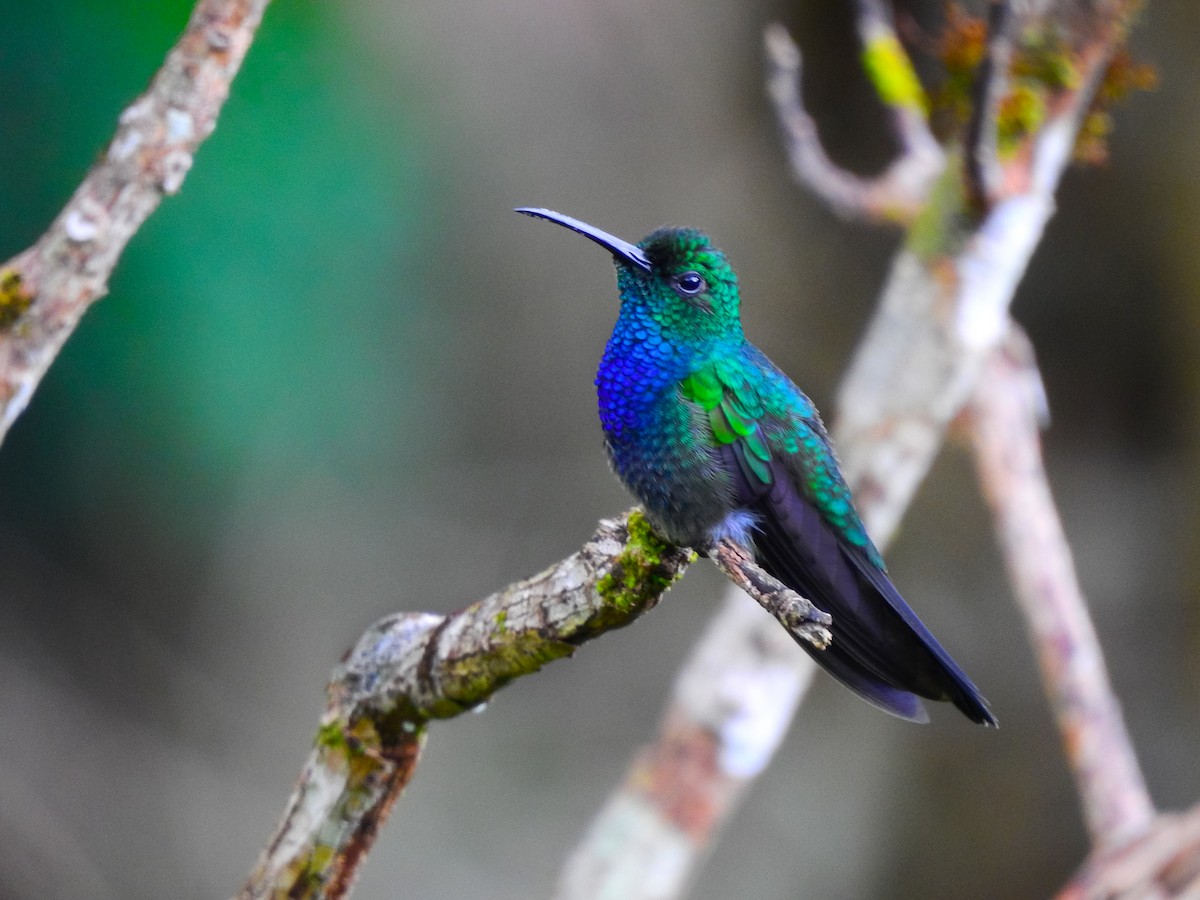 Fork-tailed Woodnymph - ML644724707