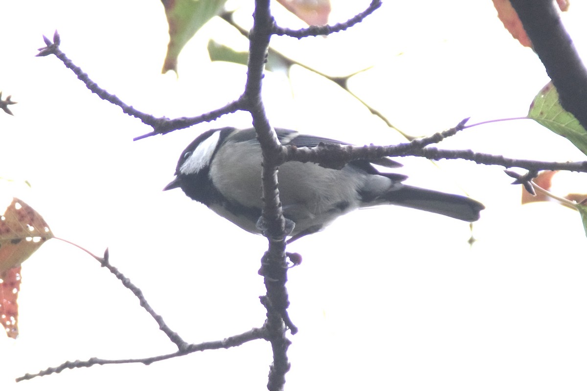 Asian Tit - ML644724709