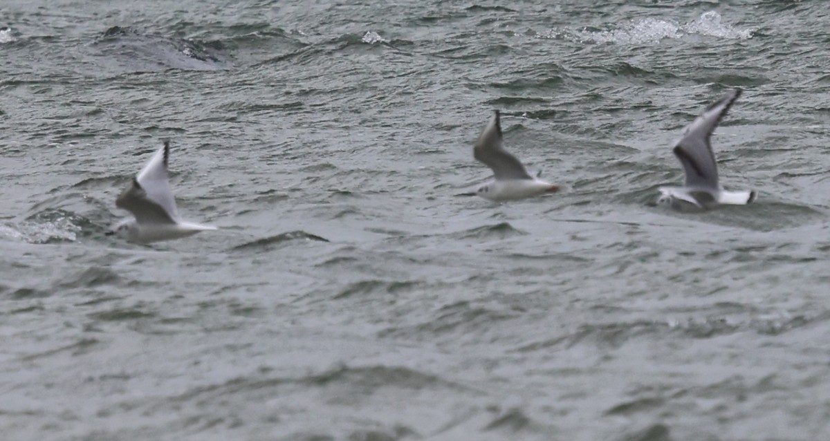 Bonaparte's Gull - ML644724712