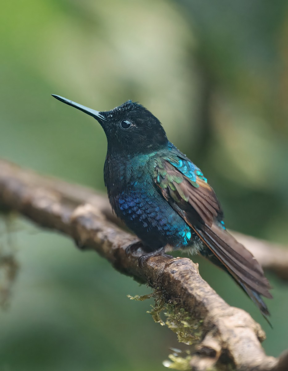 Velvet-purple Coronet - ML644724713