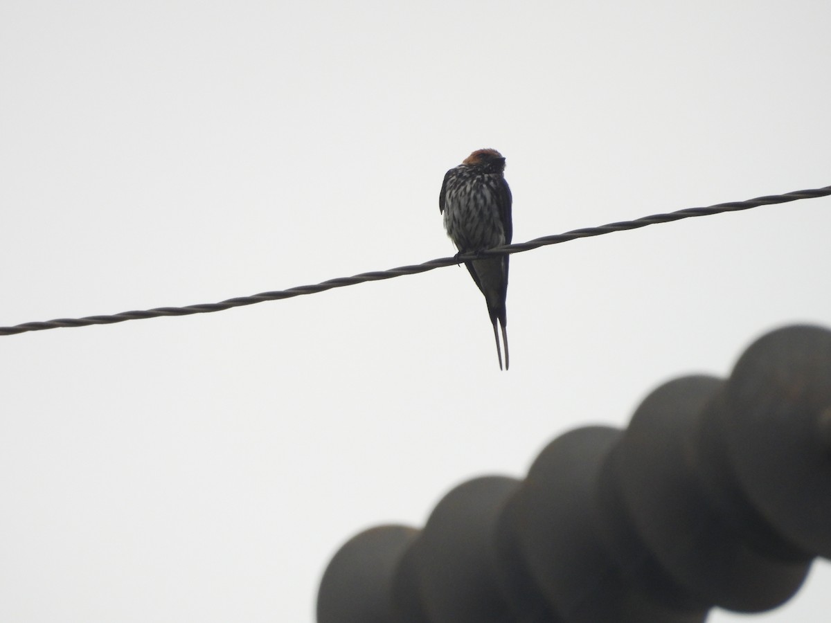 Lesser Striped Swallow - ML644724716