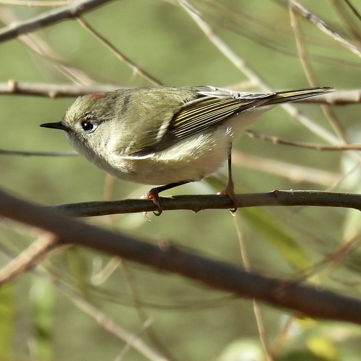 Ruby-crowned Kinglet - ML644724717