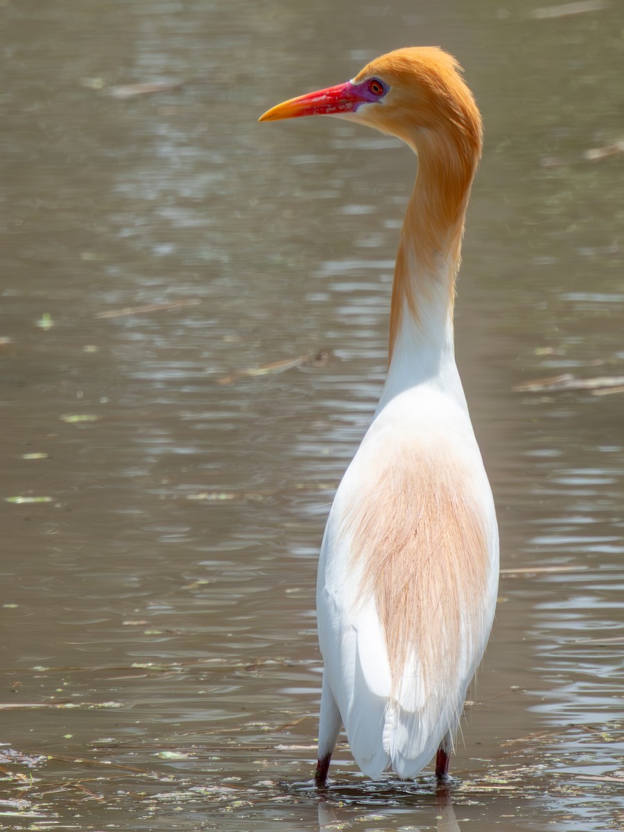 Eastern Cattle-Egret - ML644724718