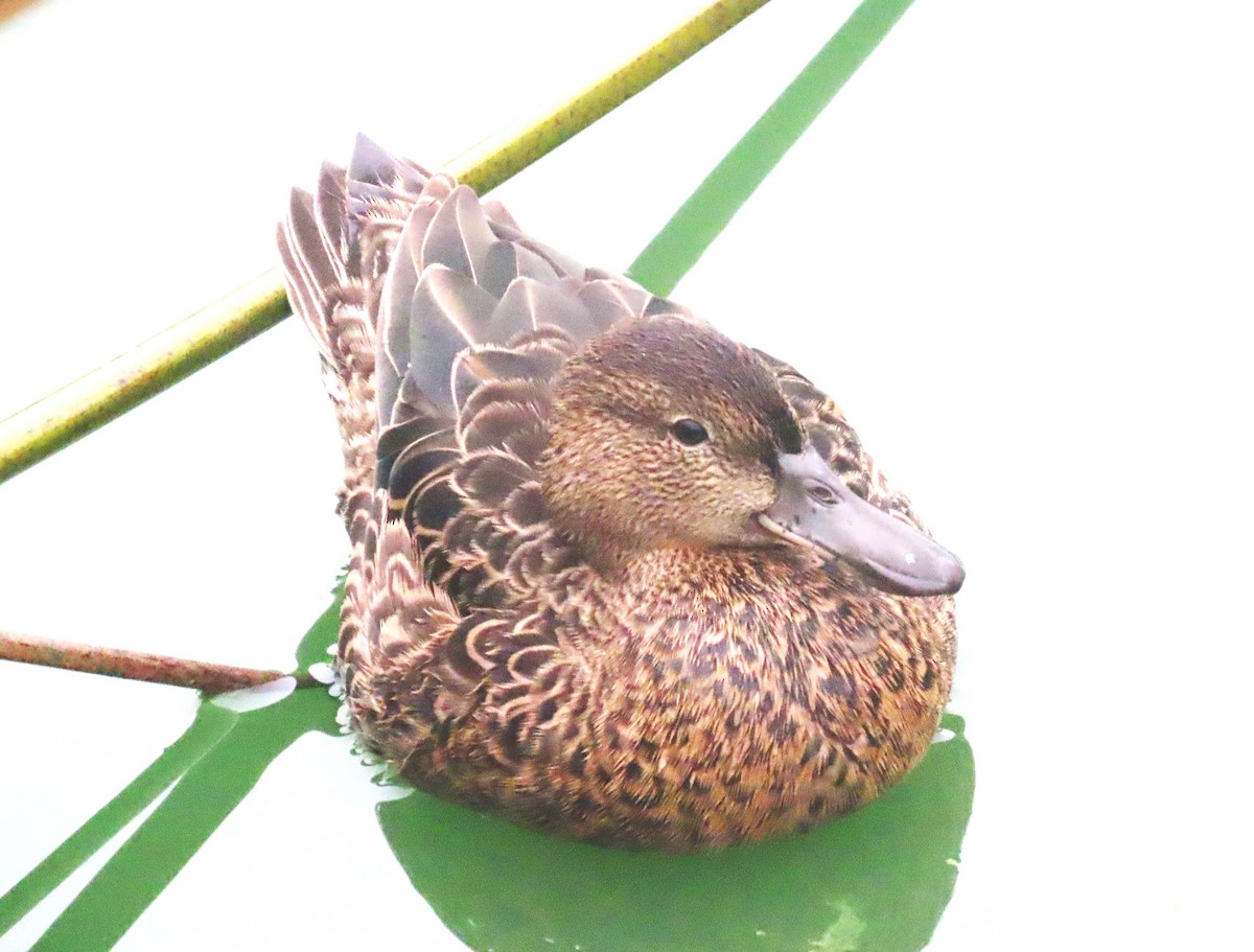 Cinnamon Teal - ML644724720