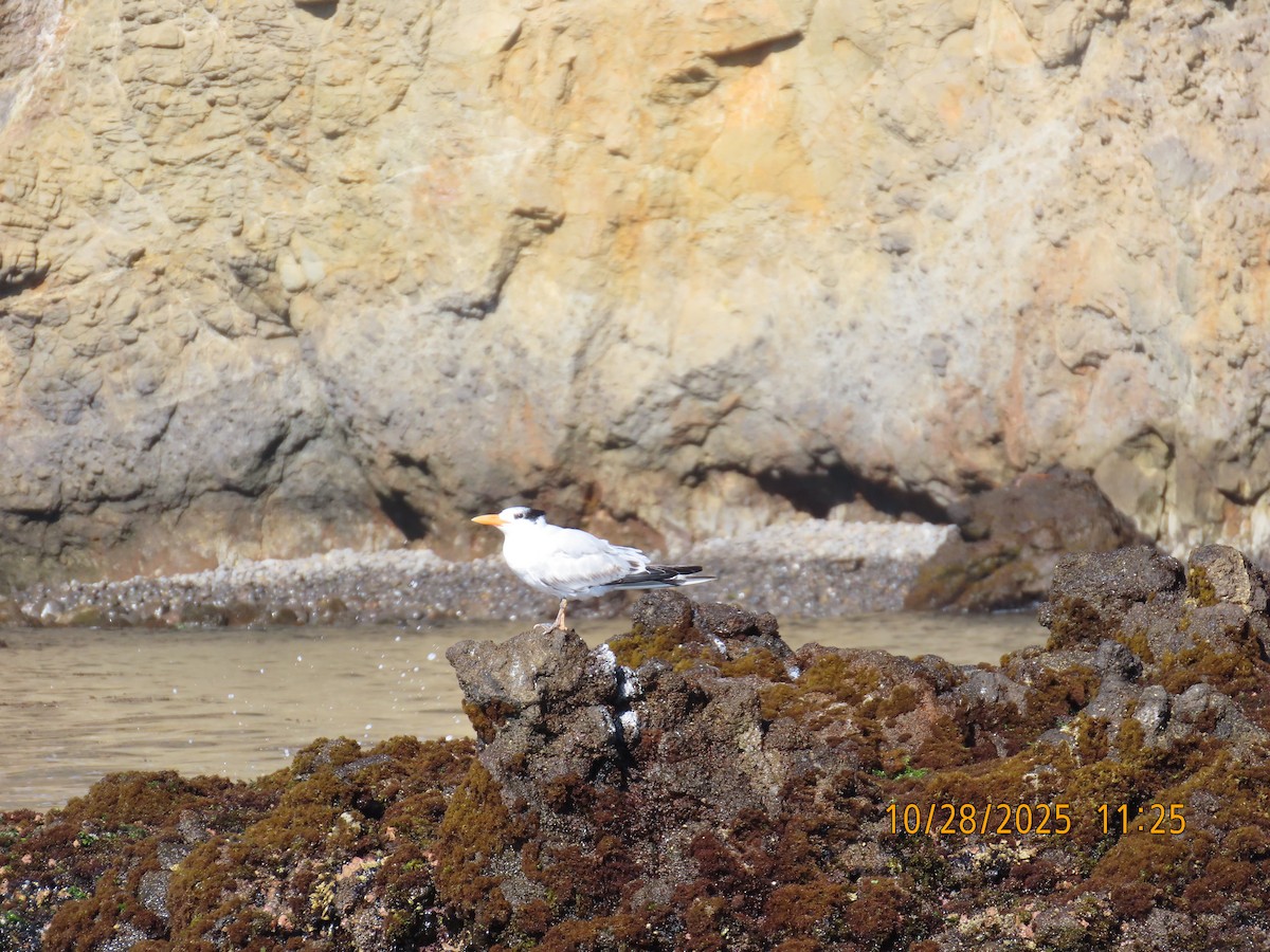 Royal Tern - ML644724721