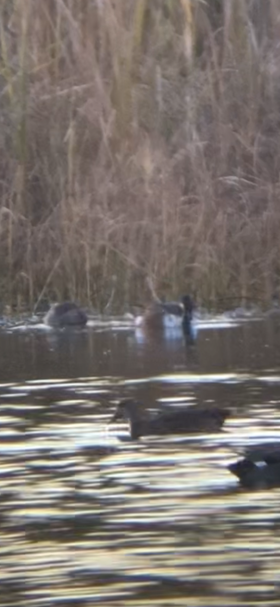 Northern Shoveler - ML644724735