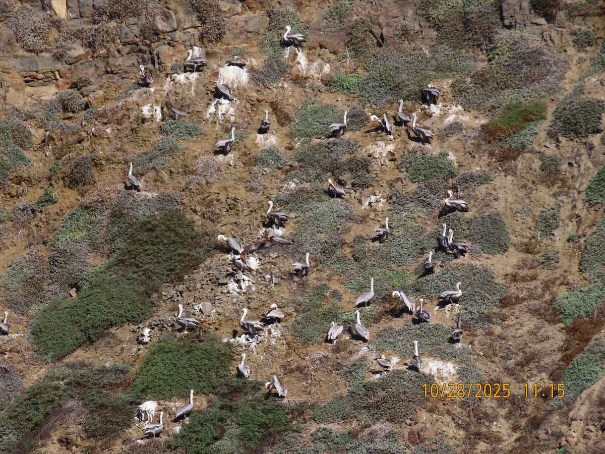 Brown Pelican - ML644724737