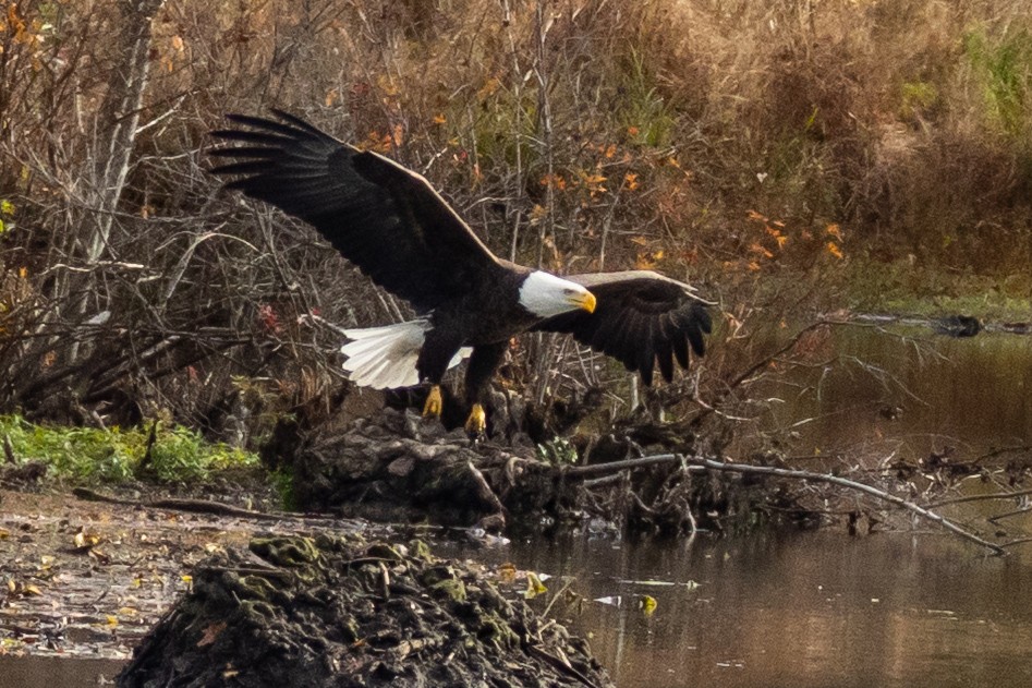 Bald Eagle - ML644724738