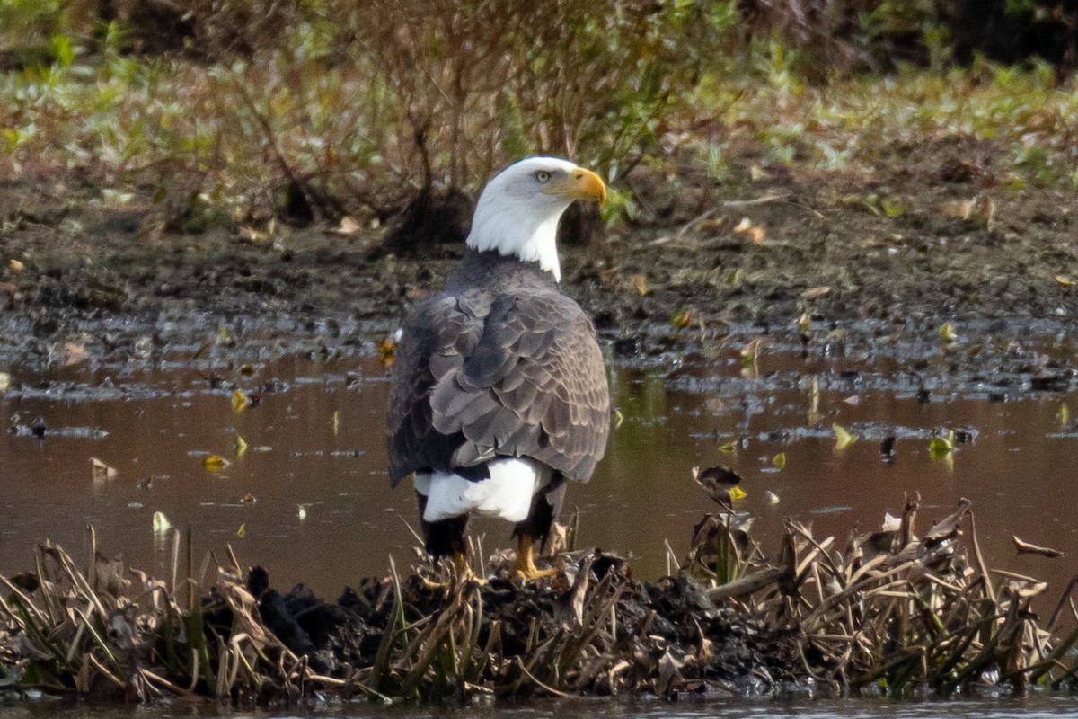 Bald Eagle - ML644724739