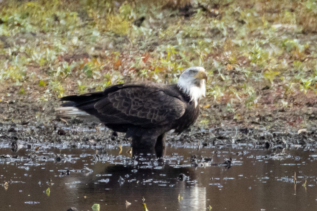 Bald Eagle - ML644724740
