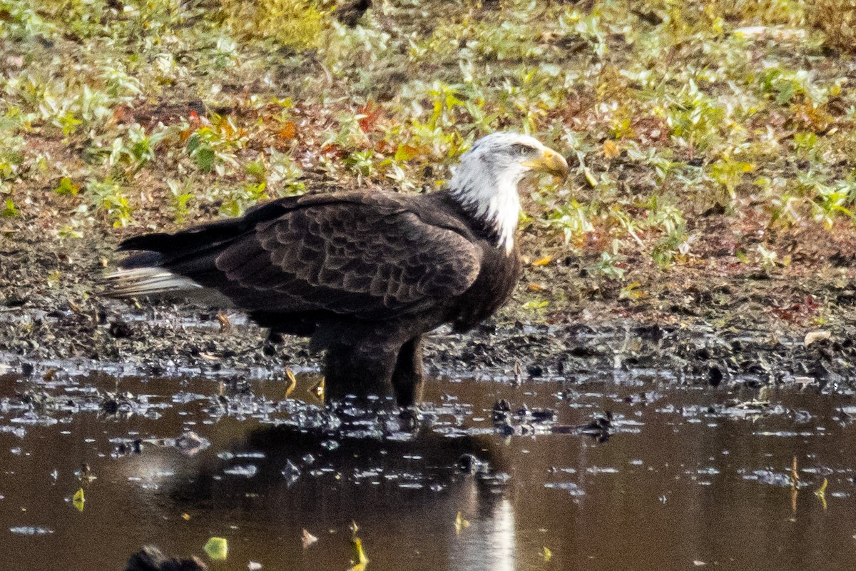 Bald Eagle - ML644724741