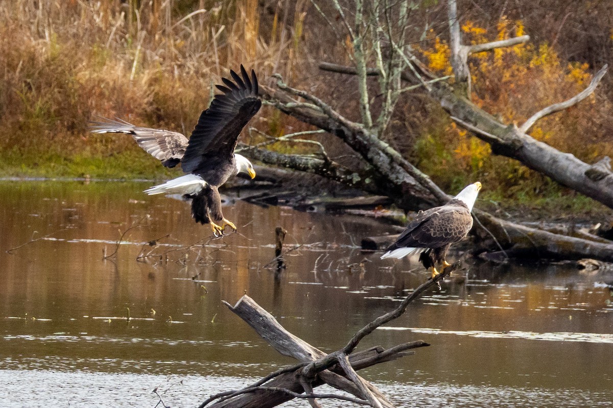 Bald Eagle - ML644724742