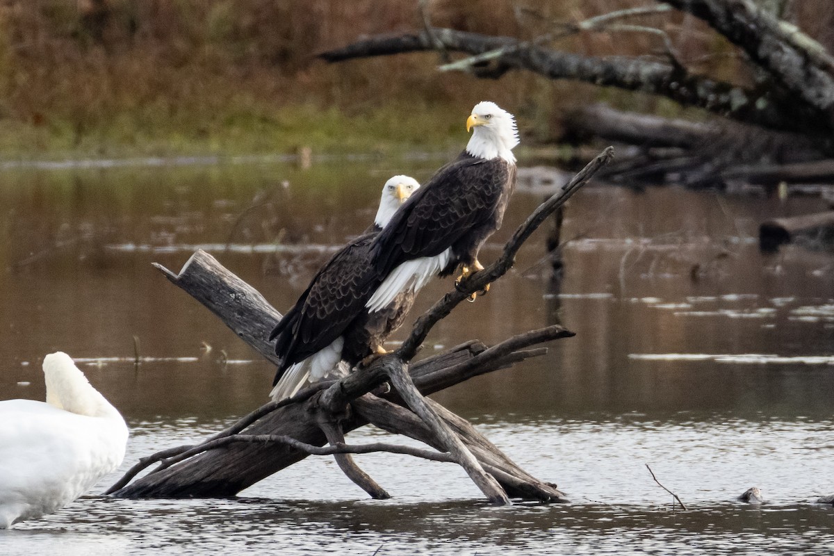 Bald Eagle - ML644724743