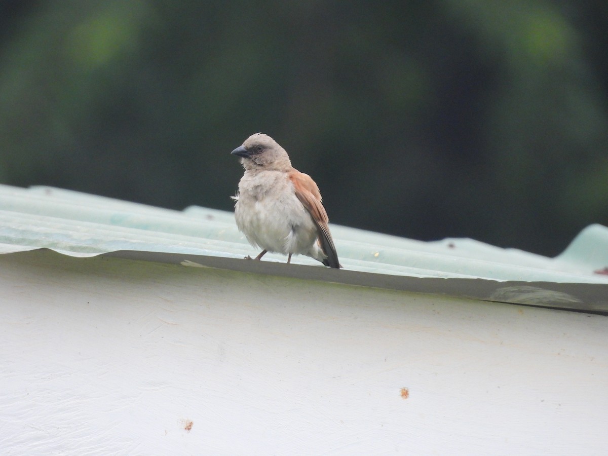 Northern Gray-headed Sparrow - ML644724744
