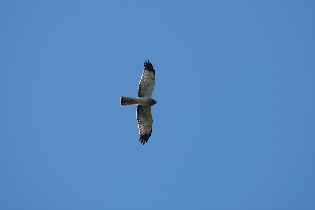 זרון אמריקני - ML644724745