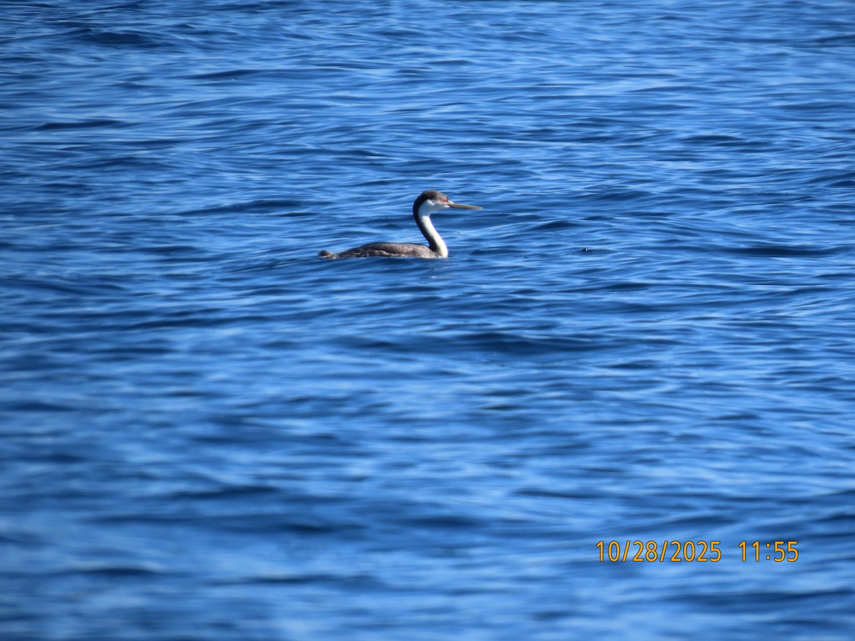 potápka západní - ML644724746