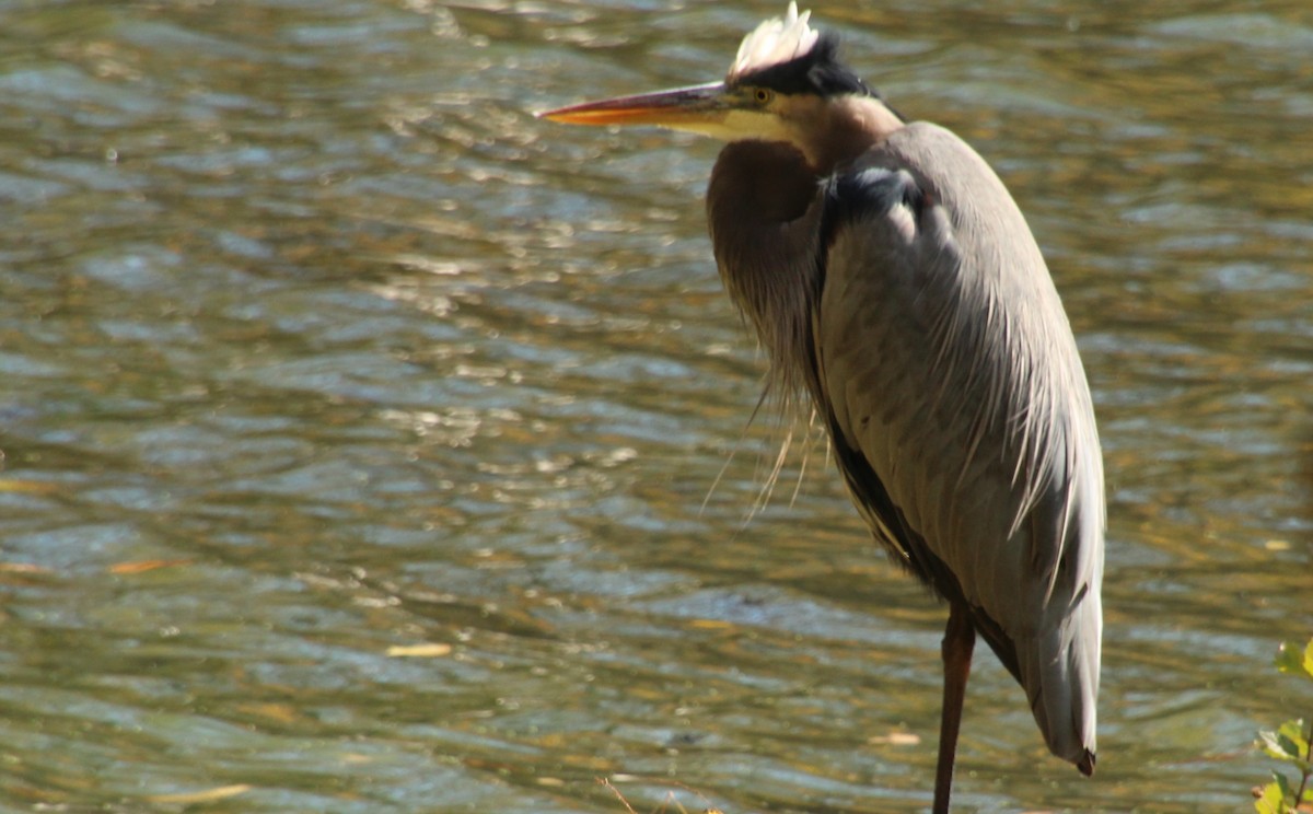 Great Blue Heron - ML644724748