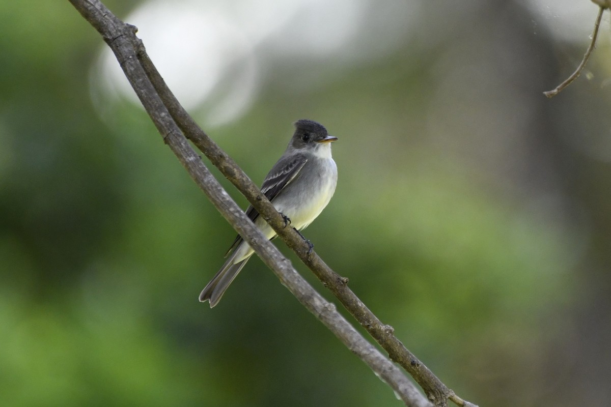 Eastern Wood-Pewee - ML644724749