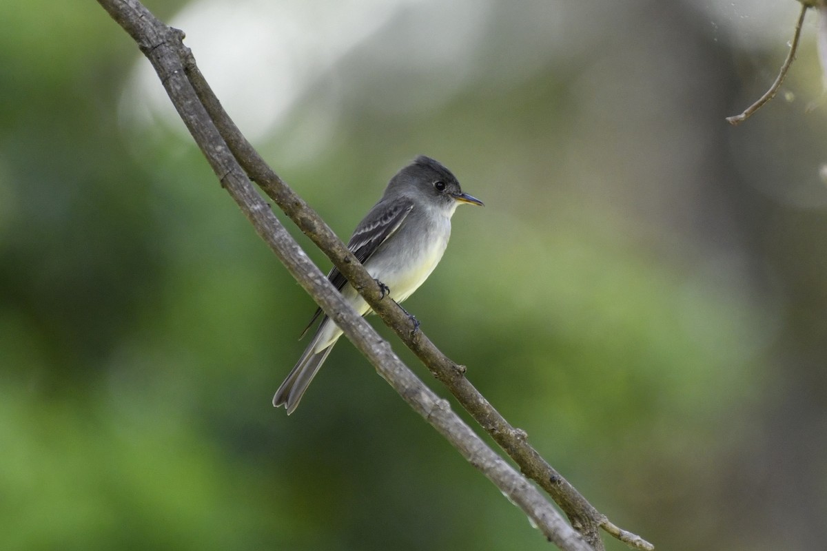 Eastern Wood-Pewee - ML644724750
