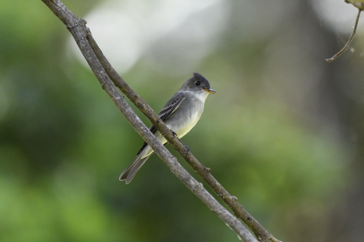 Eastern Wood-Pewee - ML644724751
