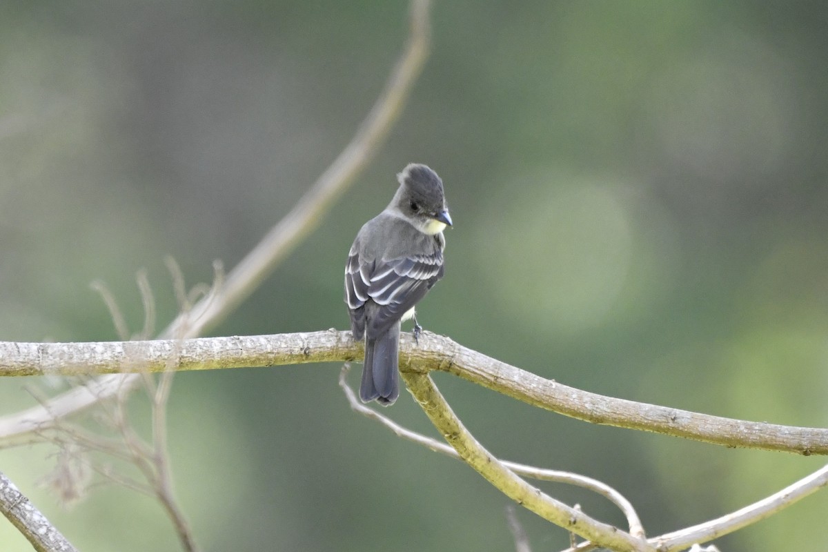 Eastern Wood-Pewee - ML644724753