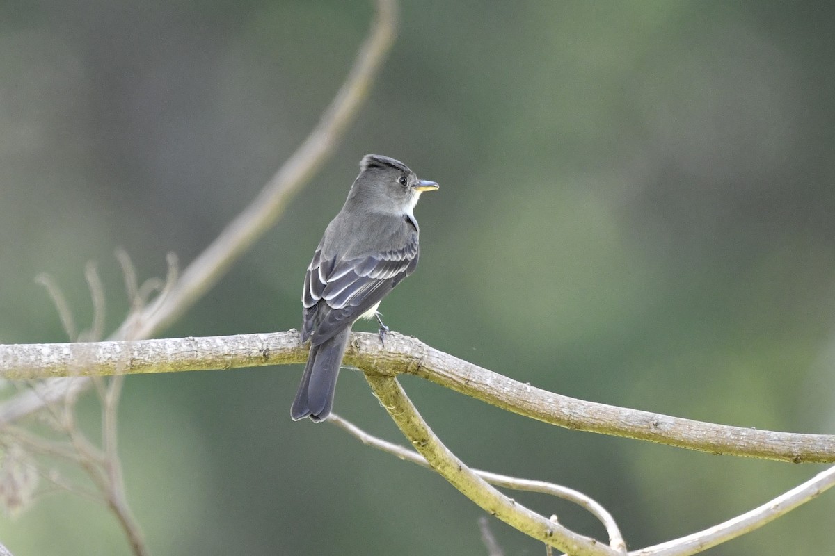Eastern Wood-Pewee - ML644724754