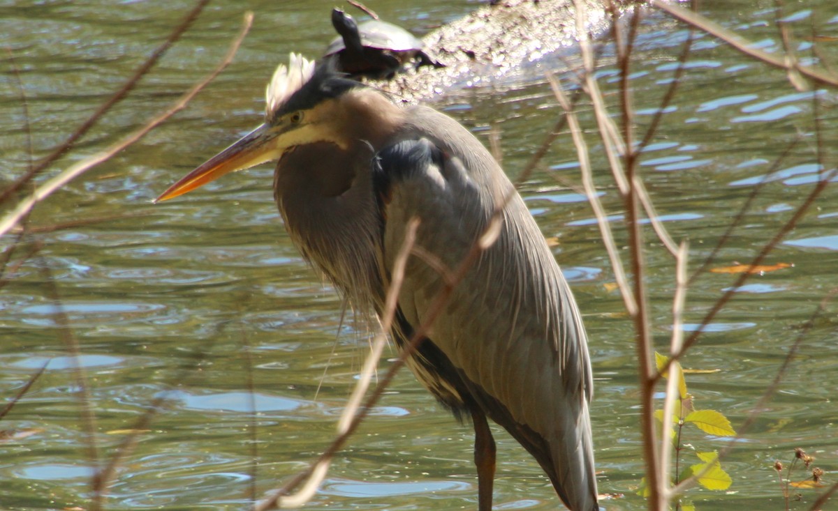 Great Blue Heron - ML644724758