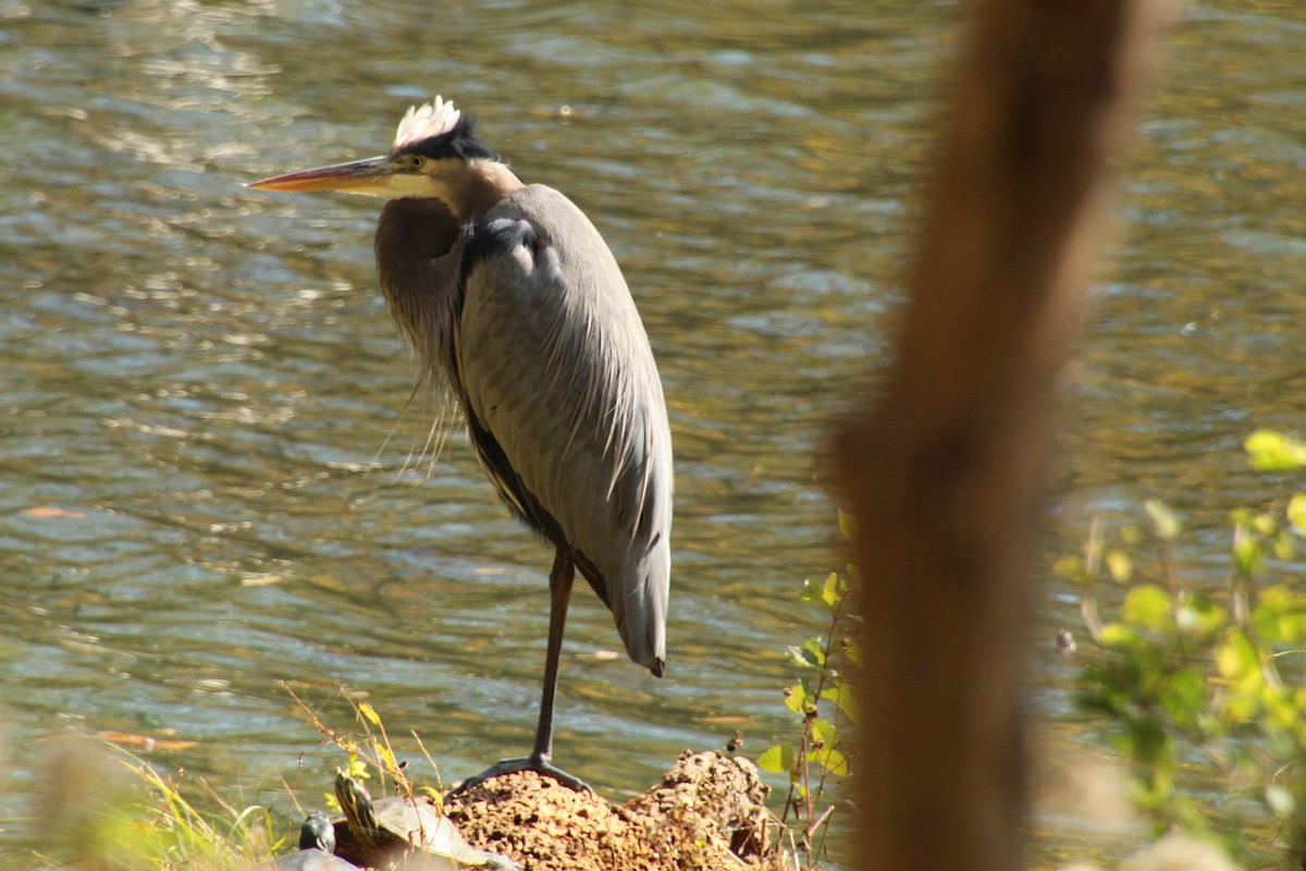 Great Blue Heron - ML644724759