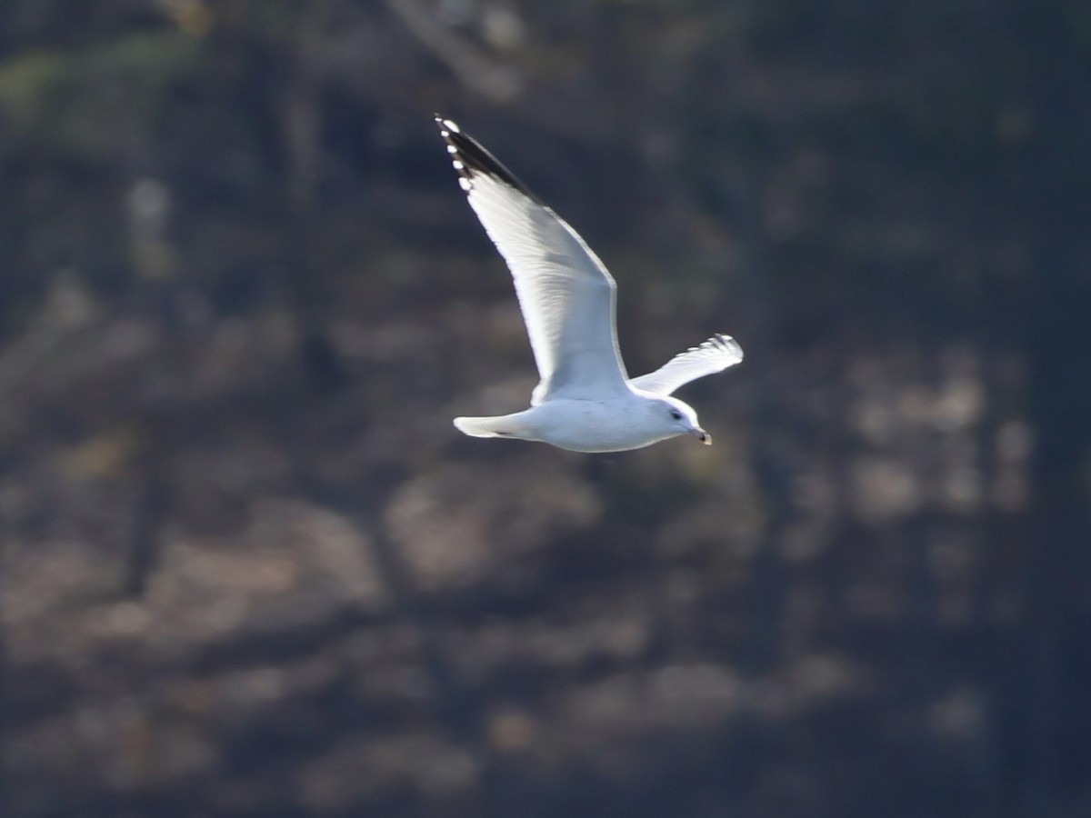 Ring-billed Gull - ML644724760
