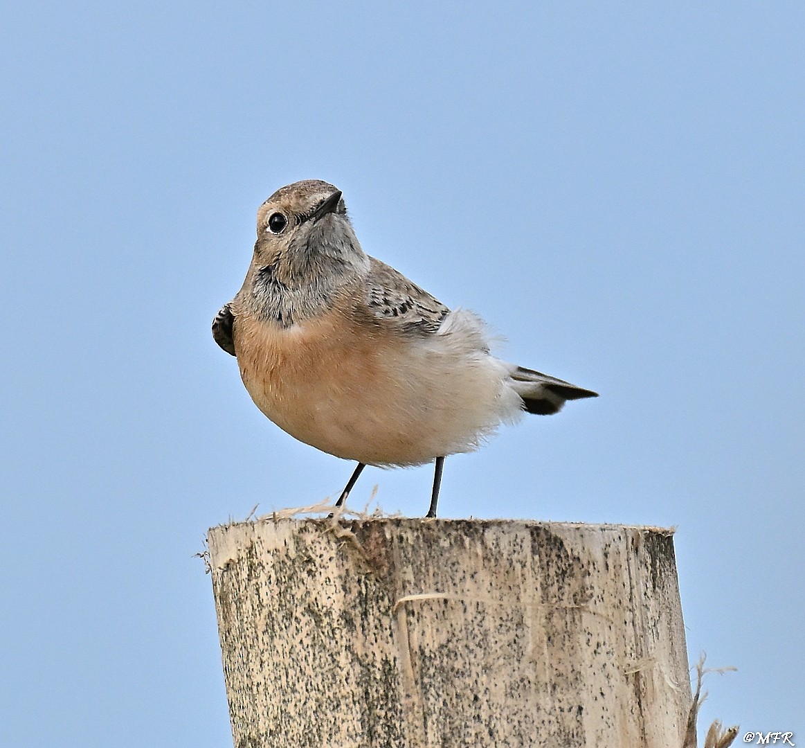 svartstrupesteinskvett - ML644724761