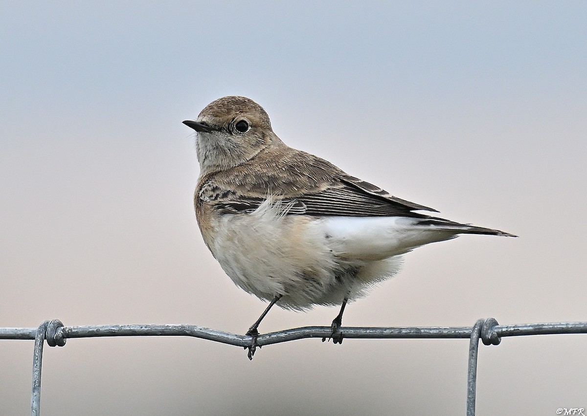 svartstrupesteinskvett - ML644724762