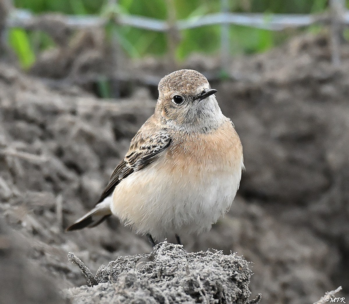 svartstrupesteinskvett - ML644724763