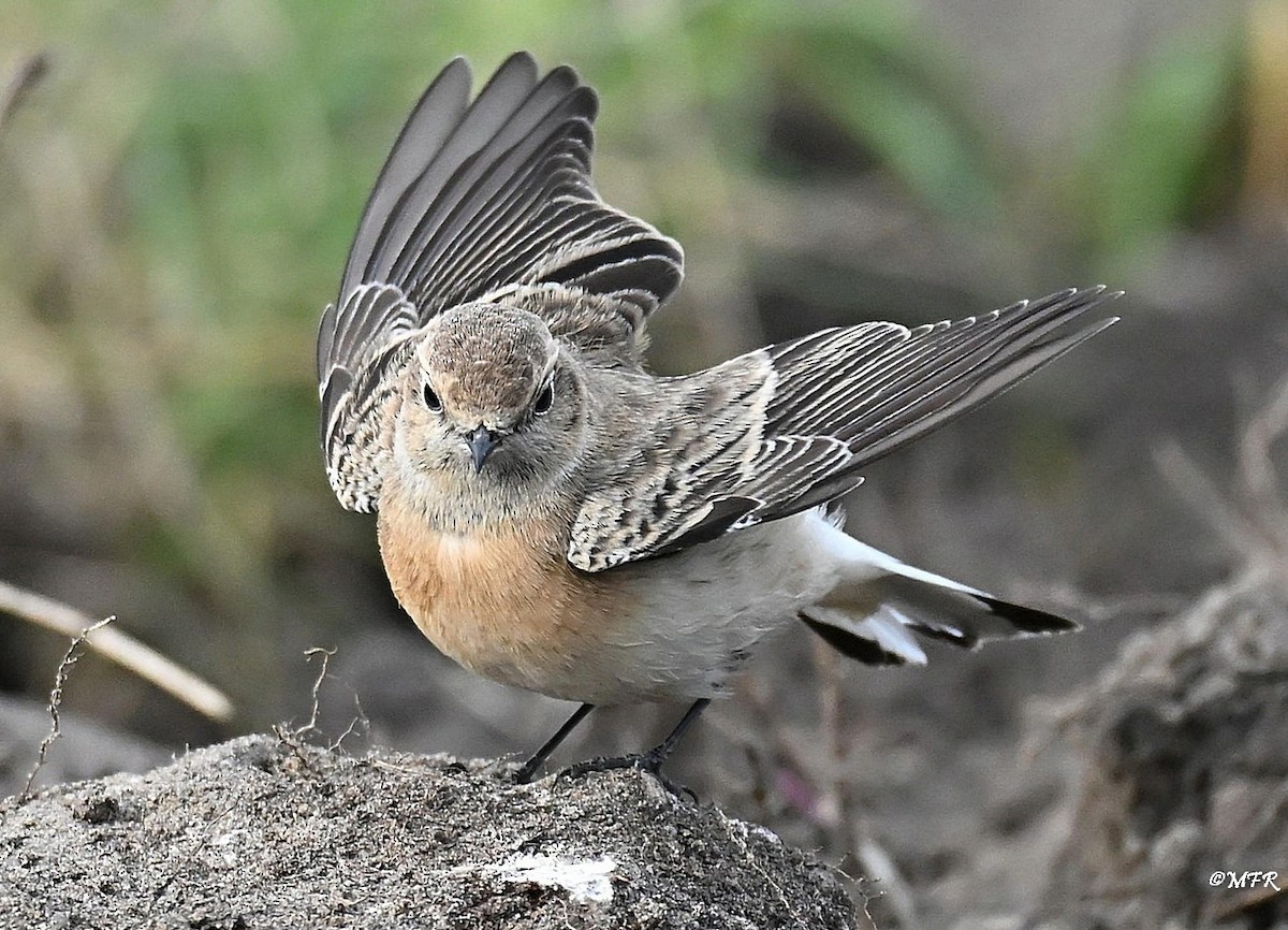 svartstrupesteinskvett - ML644724764