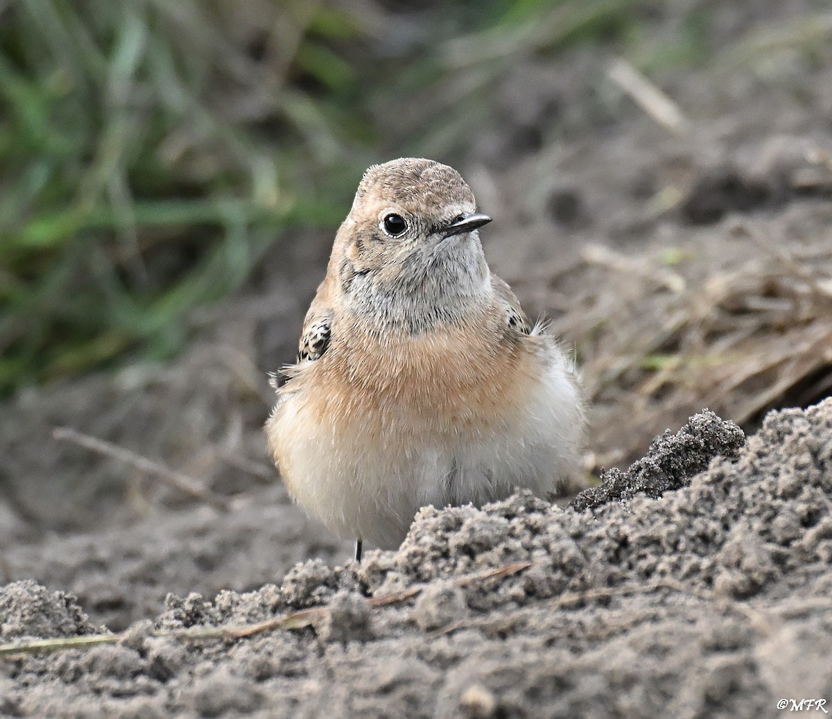 svartstrupesteinskvett - ML644724765