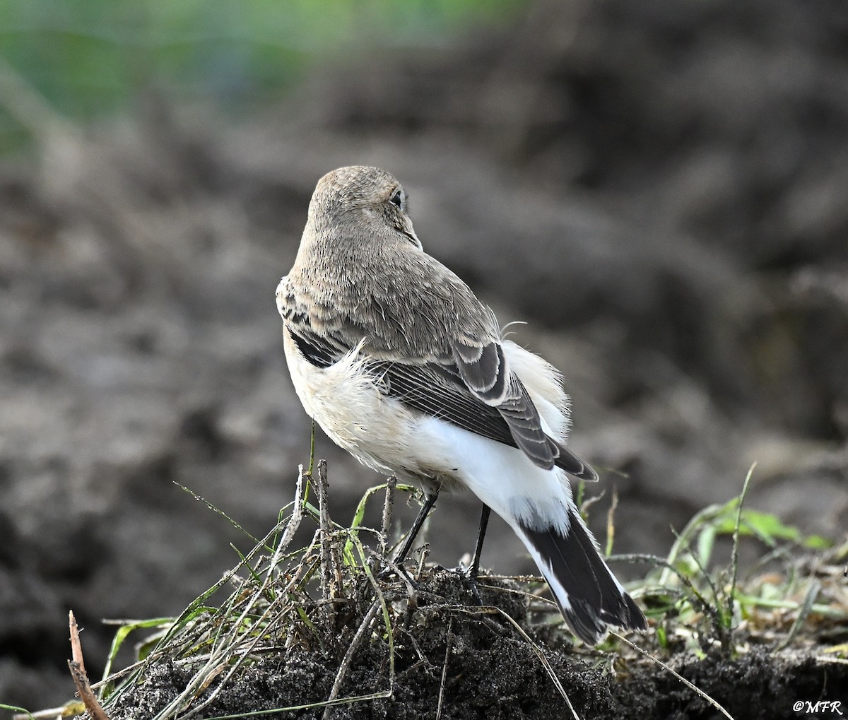 svartstrupesteinskvett - ML644724766