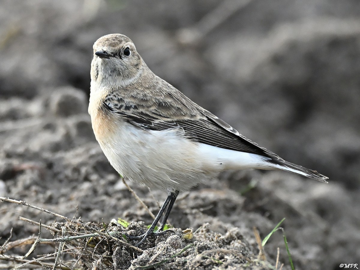 svartstrupesteinskvett - ML644724767