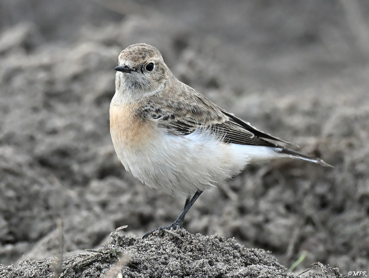 svartstrupesteinskvett - ML644724768