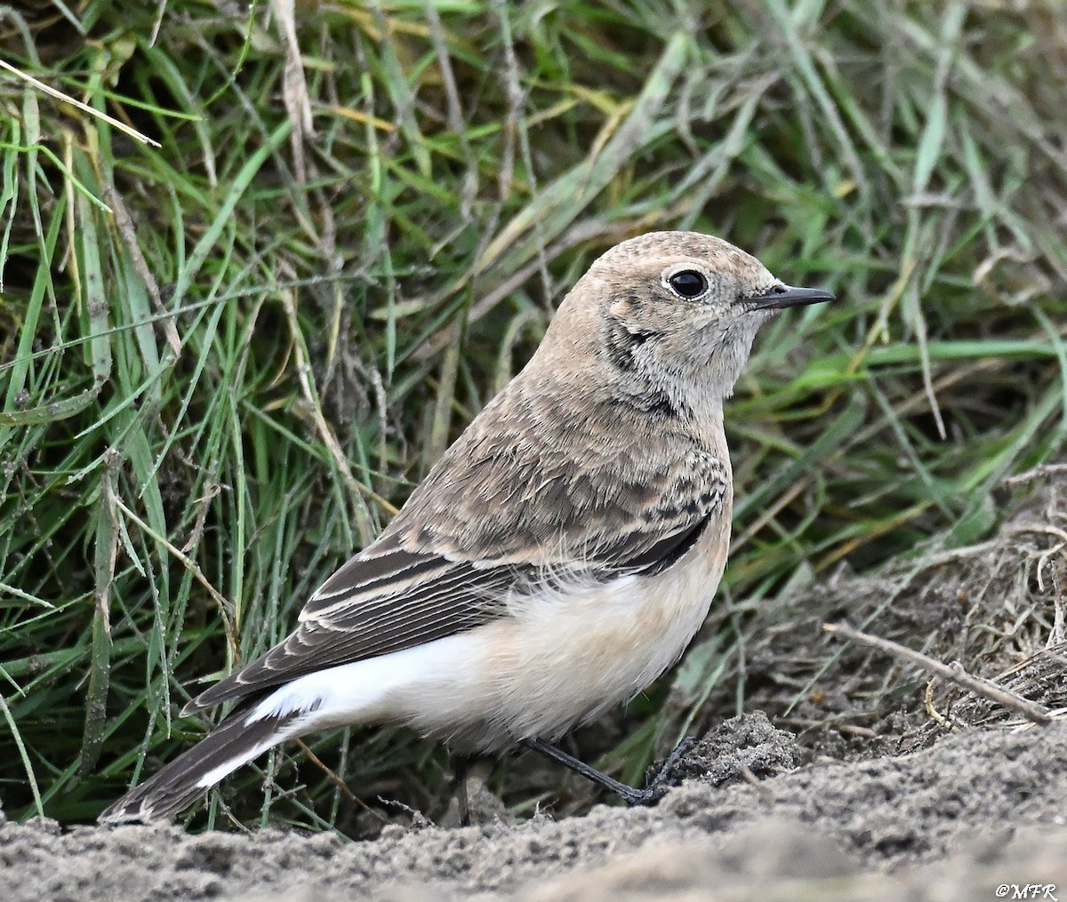 svartstrupesteinskvett - ML644724769