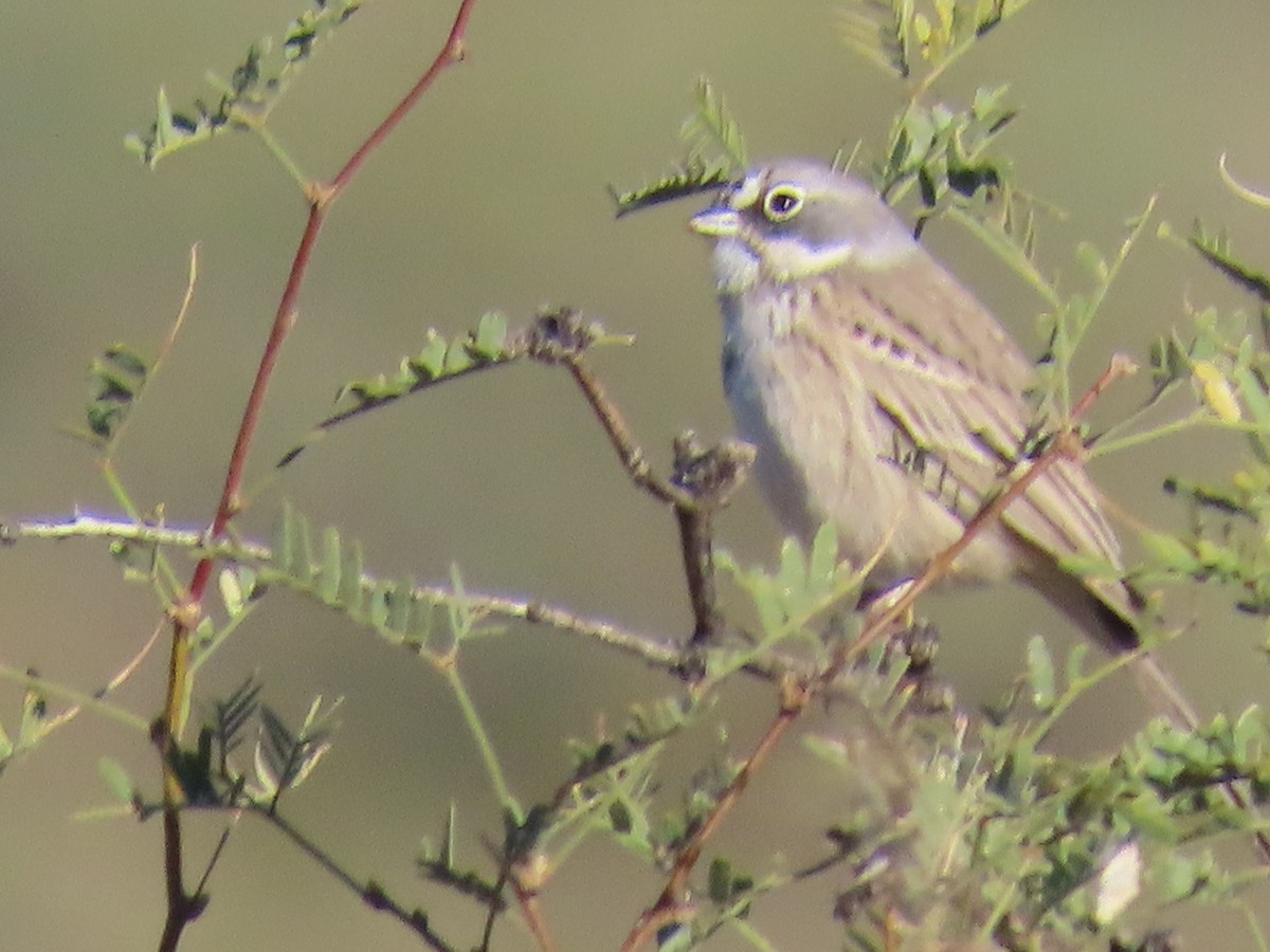 Sagebrush Sparrow - ML644724775