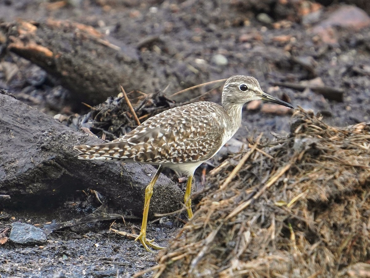 タカブシギ - ML644724781