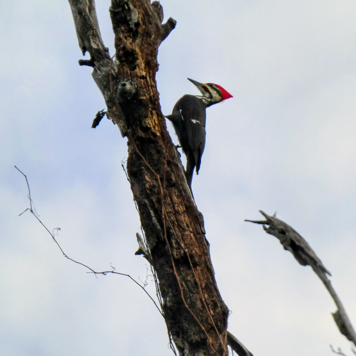 Pileated Woodpecker - ML644724782