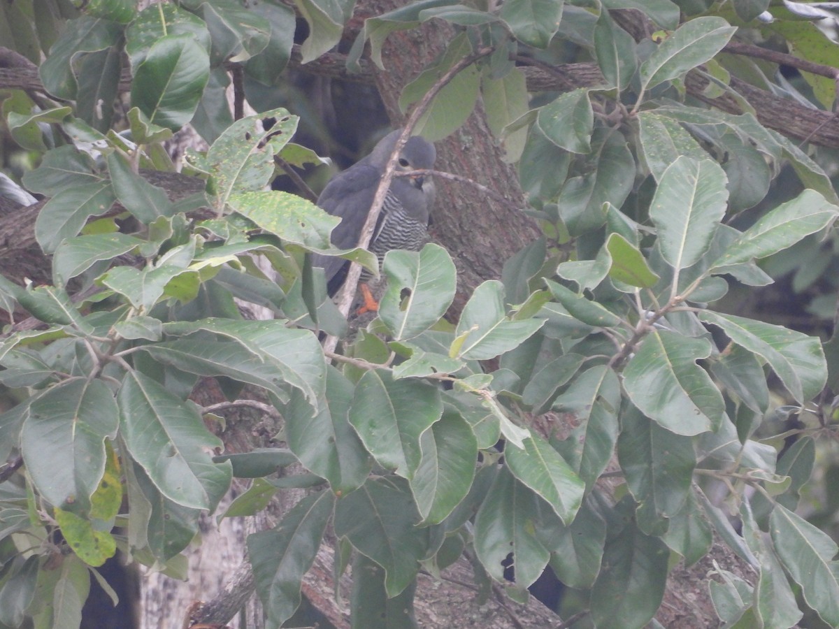 Lizard Buzzard - ML644724783