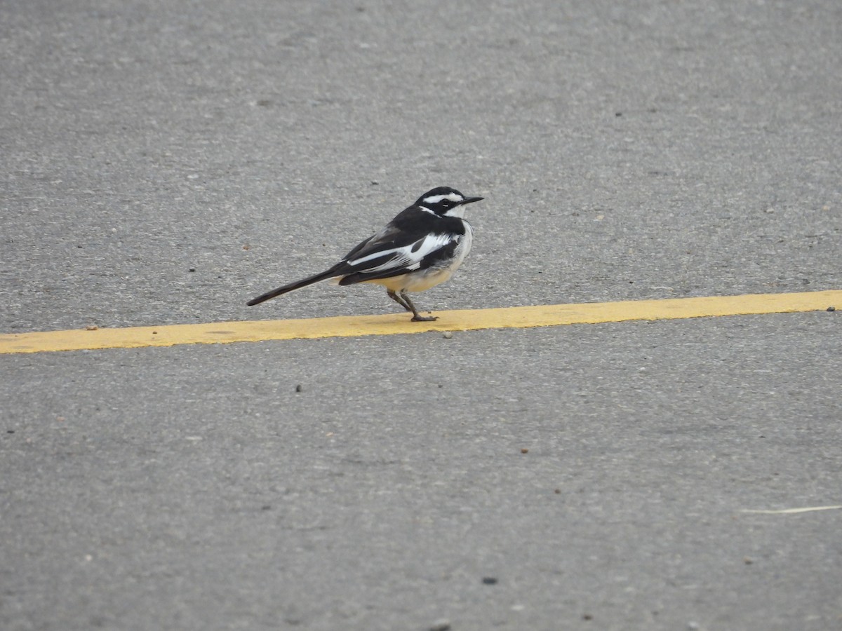 African Pied Wagtail - ML644724789