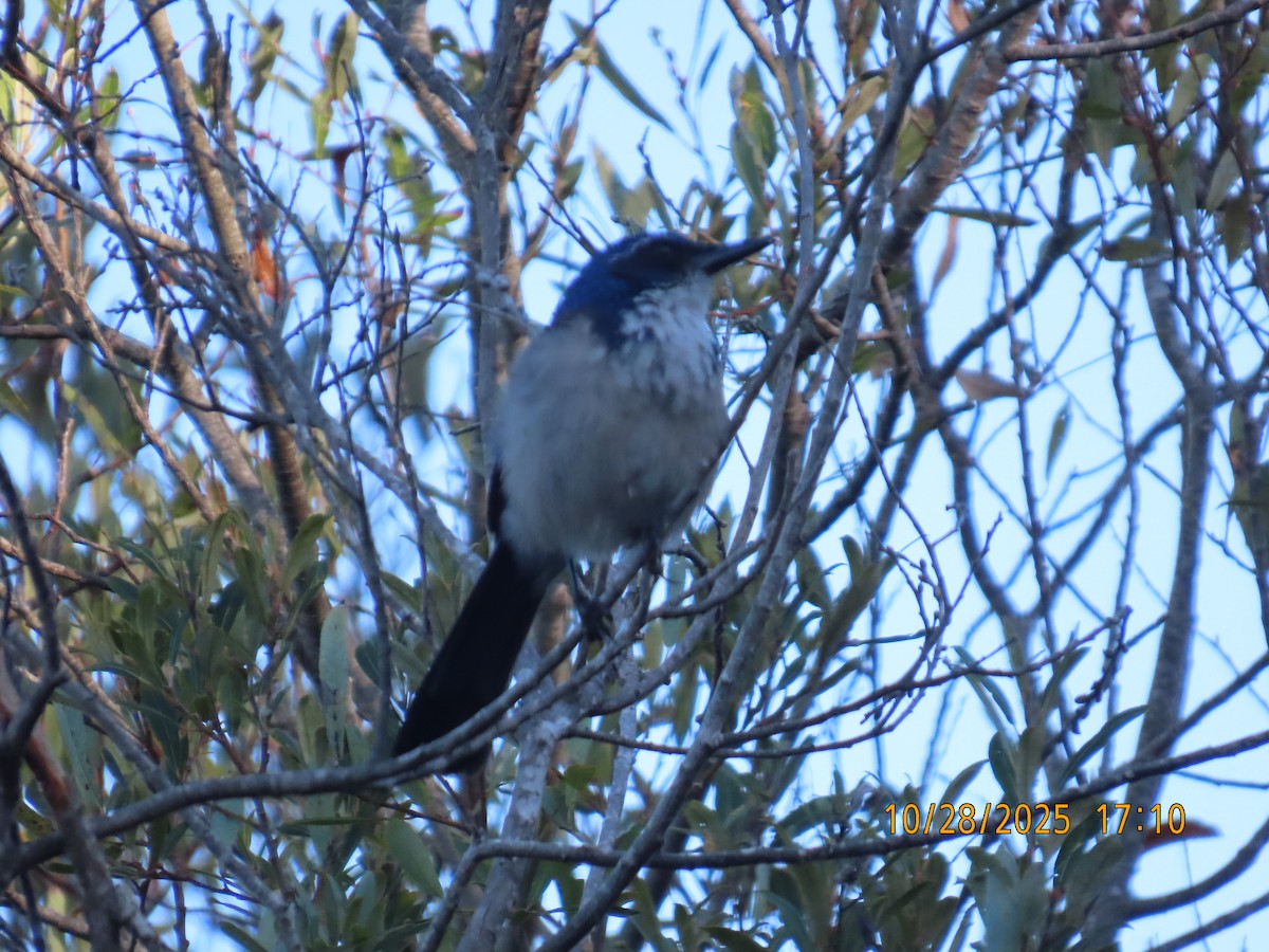 sojka ostrovní - ML644724790