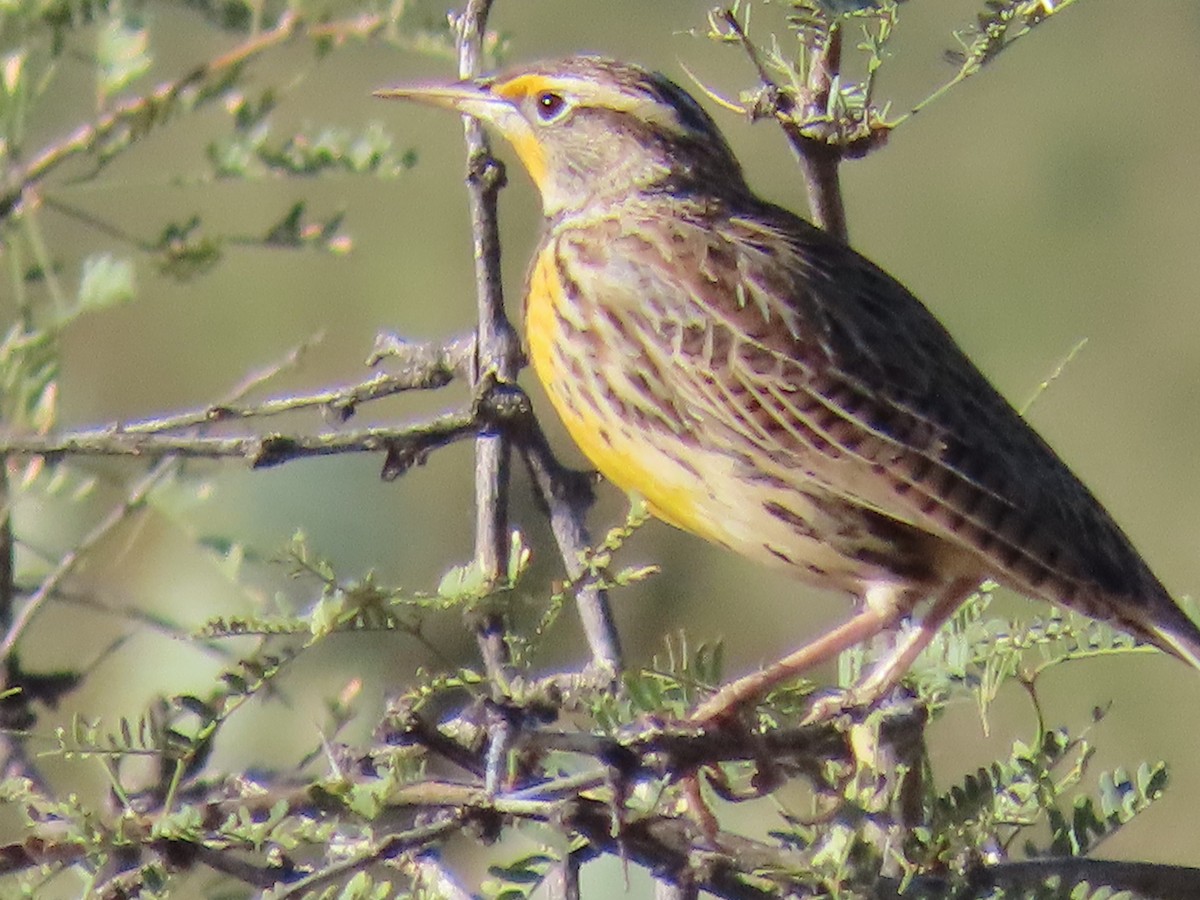 Western Meadowlark - ML644724791