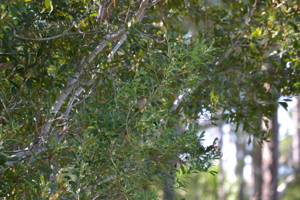 White-crowned Sparrow - ML644724796