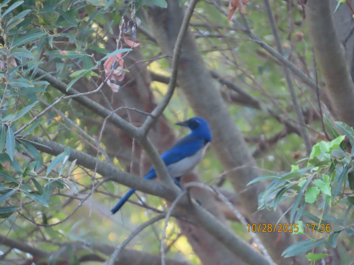 sojka ostrovní - ML644724797