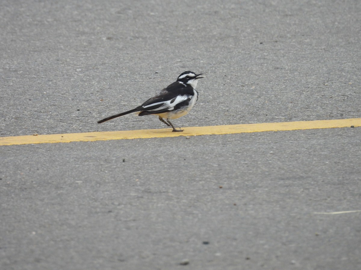 African Pied Wagtail - ML644724798